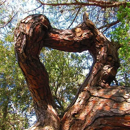 Kemp Continental *